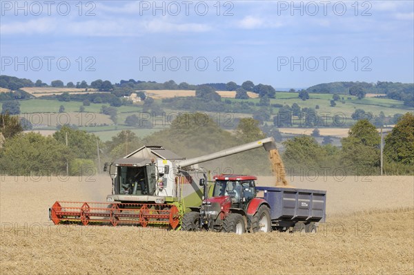 Wheat