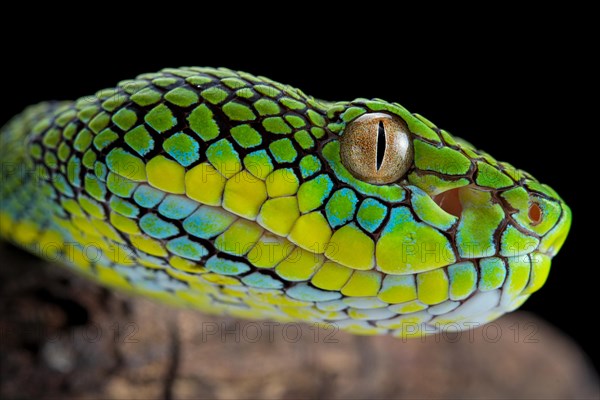 Palawan Pit Viper