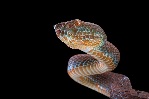 Philippines PitViper