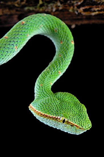 North Philippine Temple Pit Viper