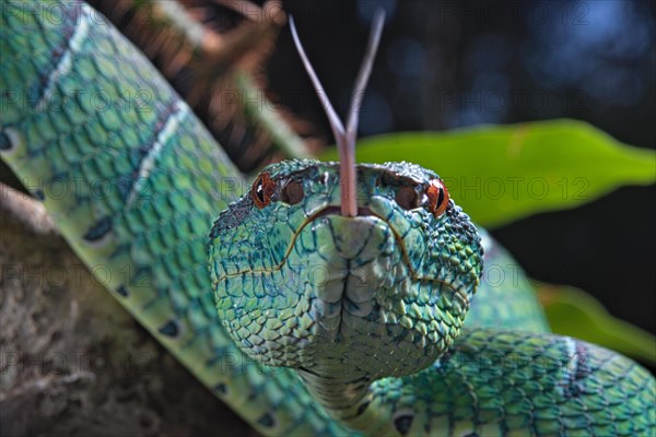 North Philippine Temple Pit Viper