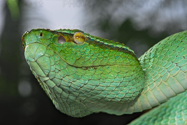 North Philippine Temple Pit Viper