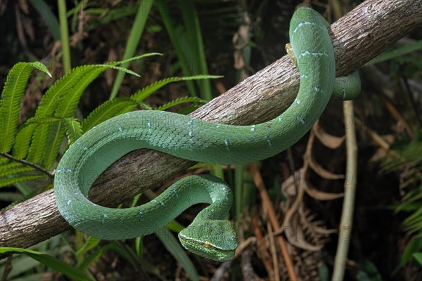 North Philippine Temple Pit Viper