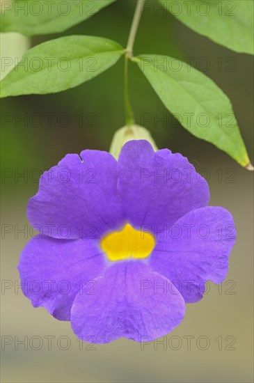 Thunbergia