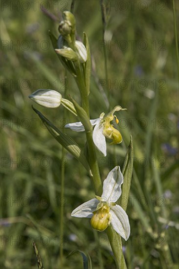 Bee orchid