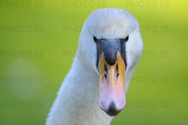 Mute swan