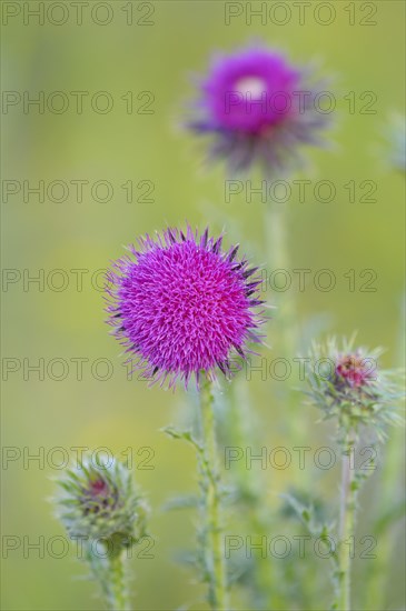 Nodding thistle