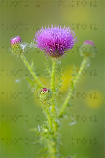 Way thistle