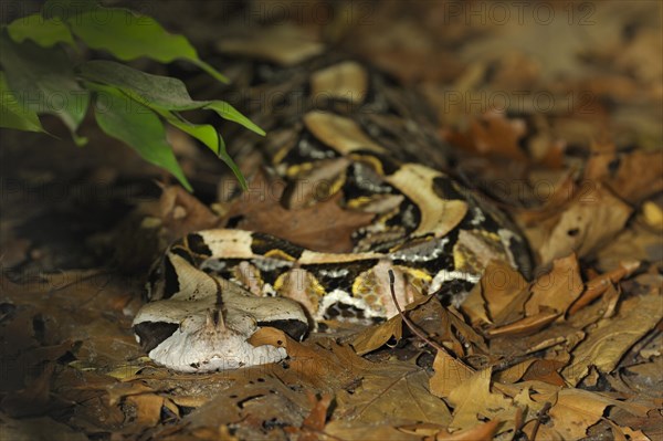 Western West african gaboon viper