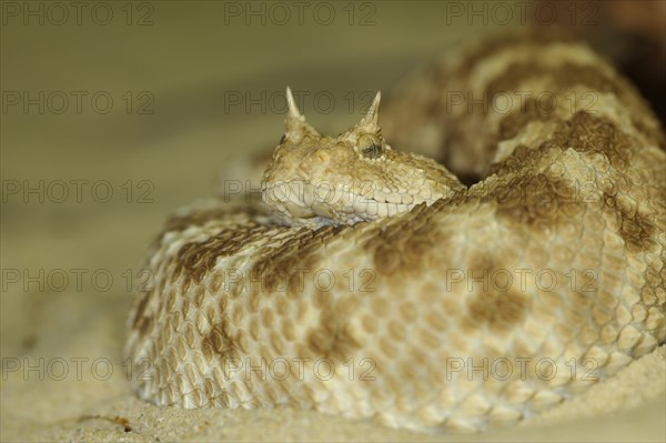 Saharan horned viper