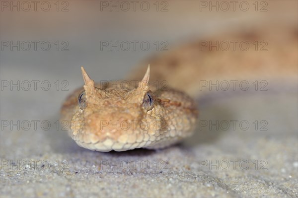 Saharan horned viper