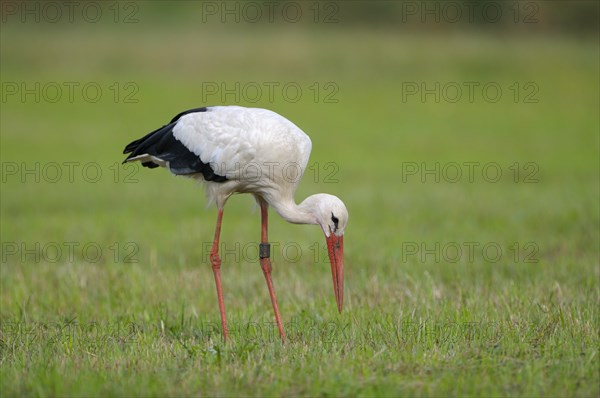 White stork