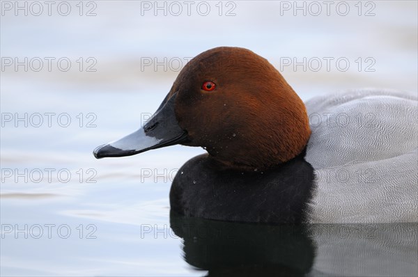 Pochard