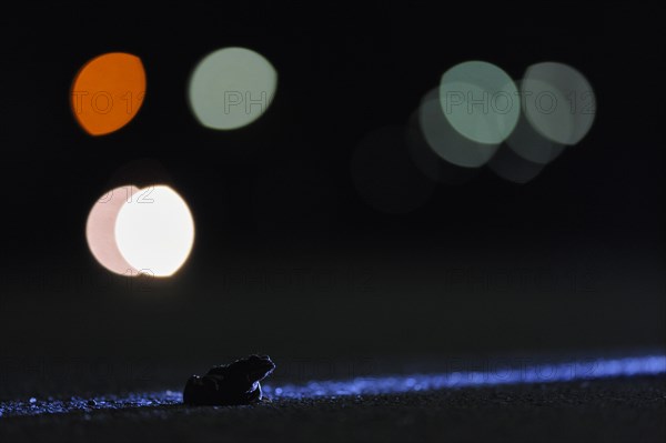 Common toad