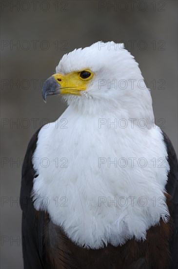 African fish eagle