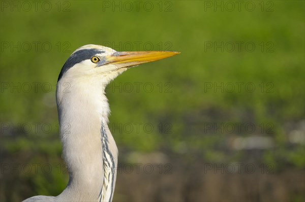 Grey heron