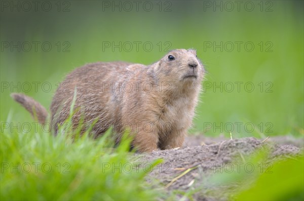 Black-tailed Prairie Dog