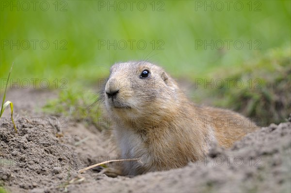 Black-tailed Prairie Dog