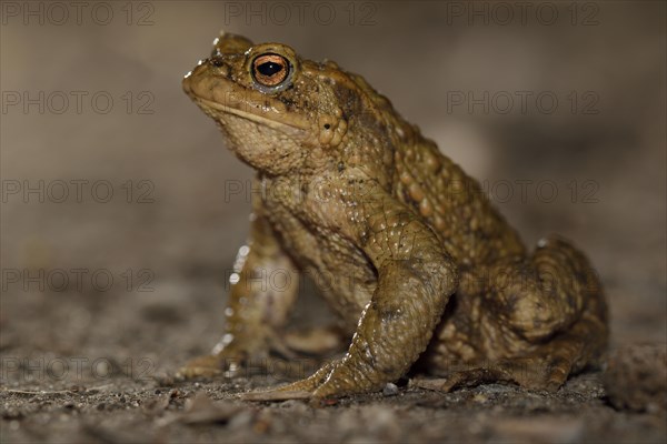 Common toad