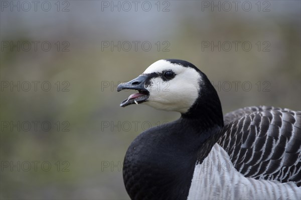 Barnacle Goose