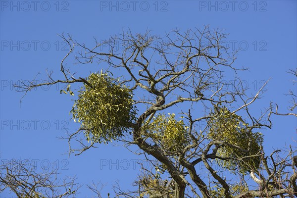 White berried mistletoe