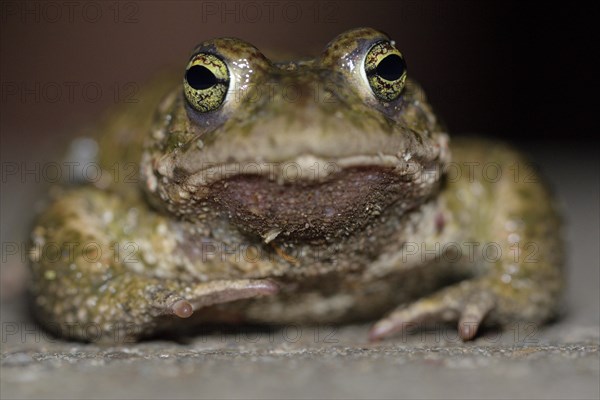 Natterjack toad