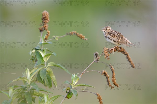 Woodlark