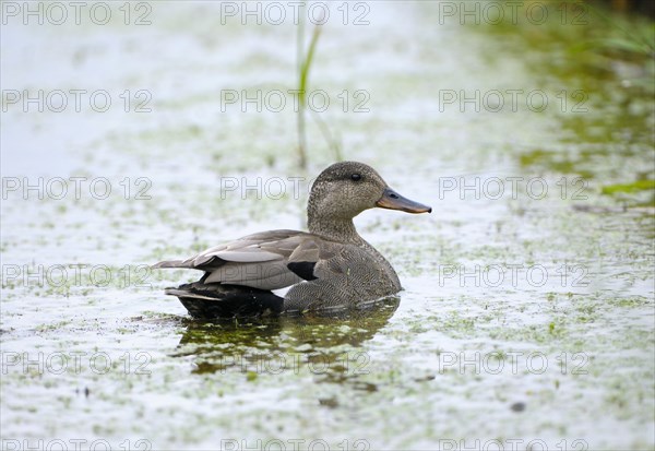 Gadwall