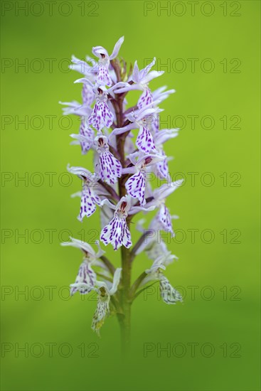 Fox orchid