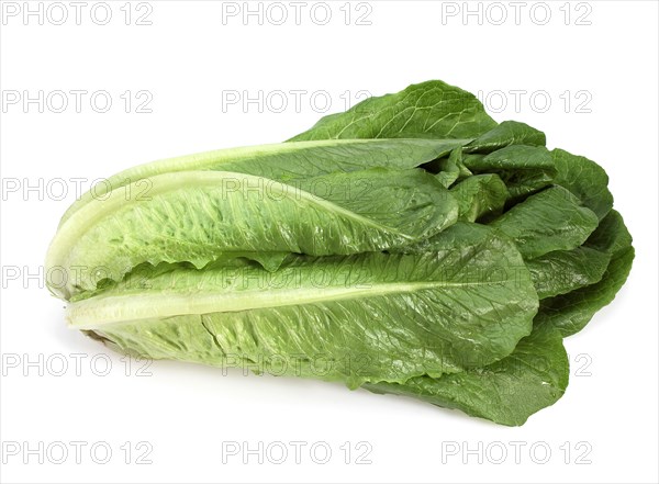 Romaine lettuce