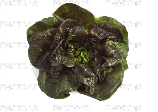 French lettuce called Rougette