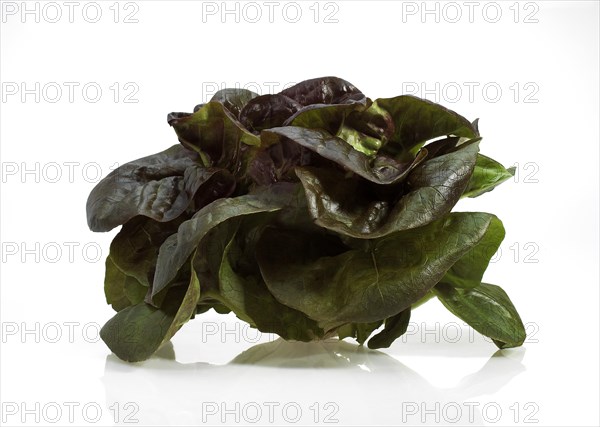 French lettuce called Rougette