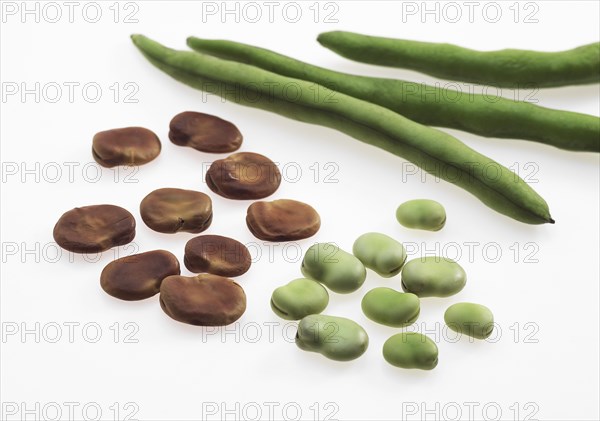 Fava Bean