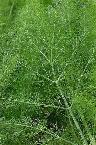 Fennel