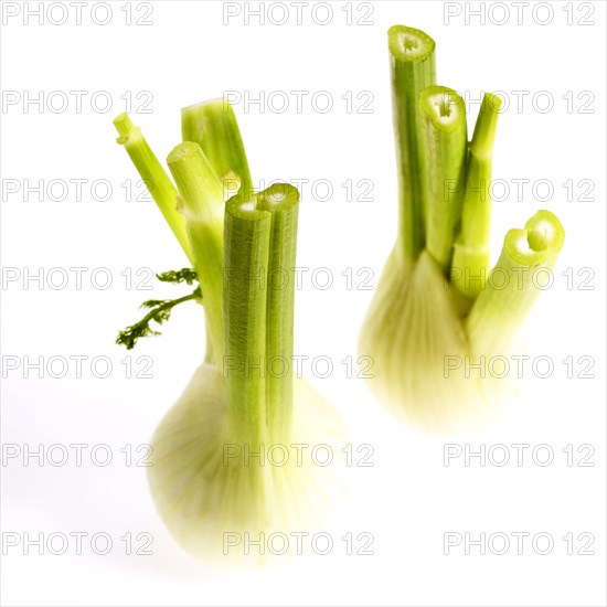 Fennel