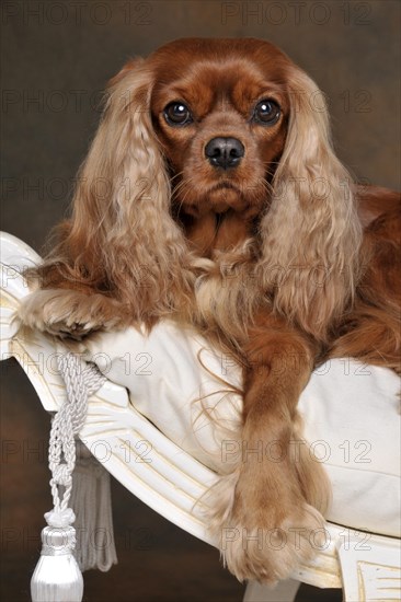 Cavalier King Charles Spaniel