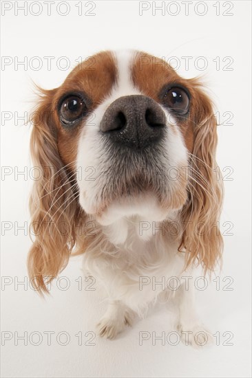 Cavalier King Charles Spaniel