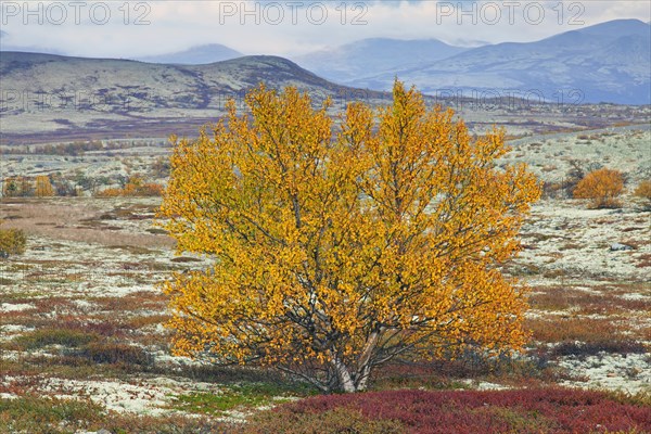 White birch