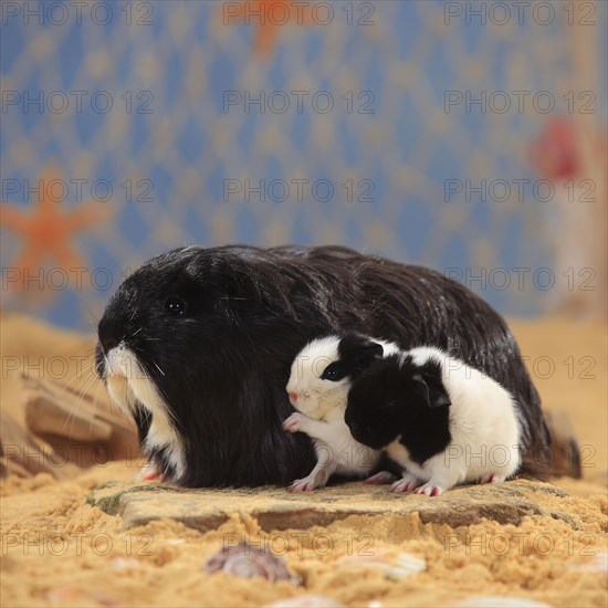 Sheltie guinea pig