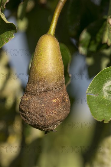 Common Pear