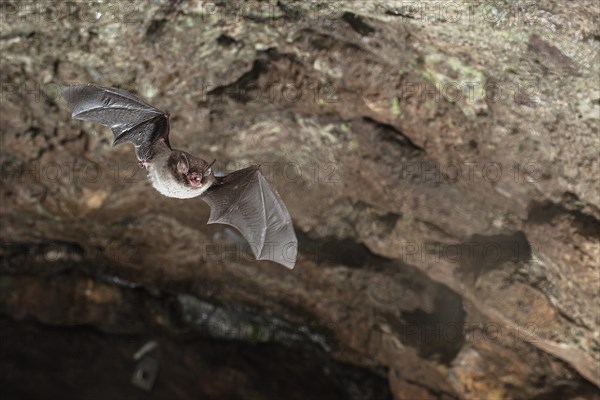 Daubenton's bat