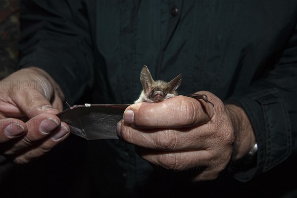 Greater mouse-eared bat