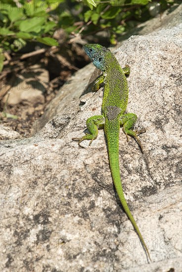 European green lizard