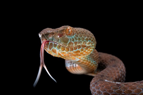 Philippines PitViper