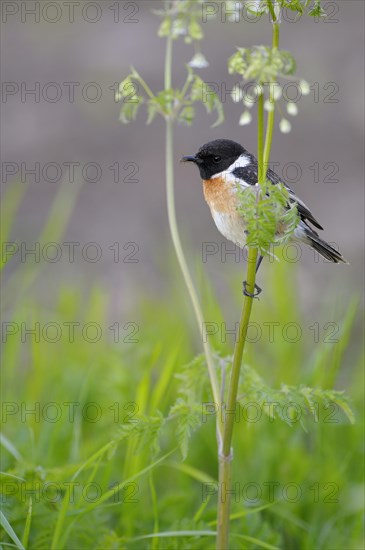 Stonechat