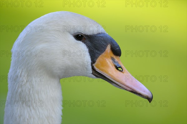 Mute swan