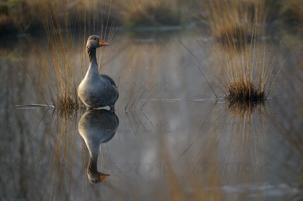 Greylag goose