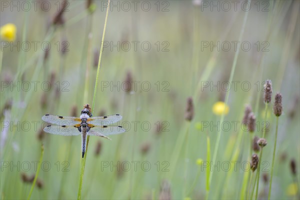 Four-spotted dragonfly