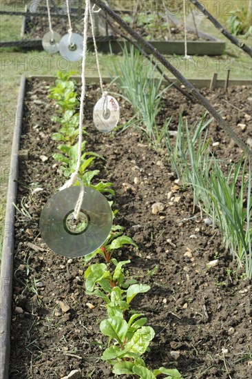 C.D.s used as pest protection to scare off birds from Swiss Chard crop in allotment