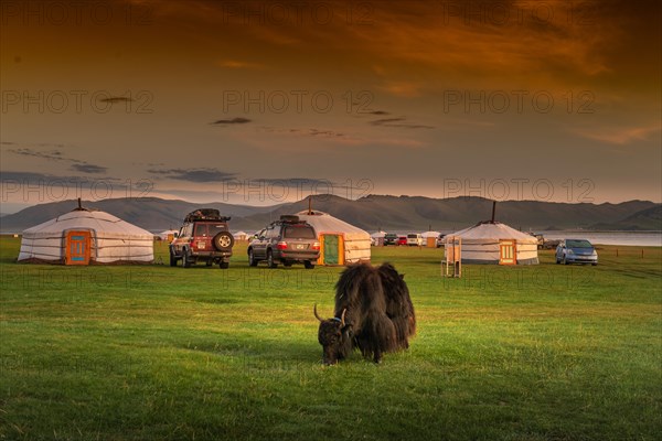 Yak grazing in front of Ger